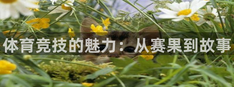 77体育官网：体育竞技的魅力：从赛果到故事